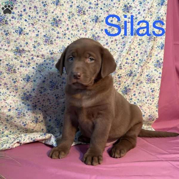Silas, Chocolate Labrador Retriever Puppy